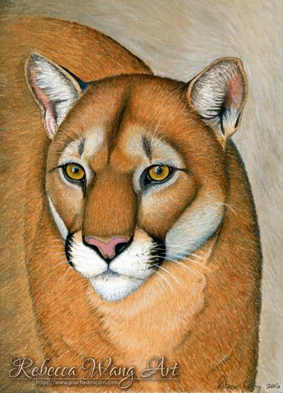 A drawing of a cougar