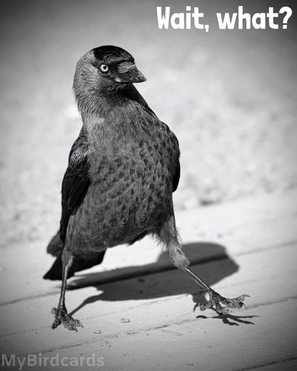 A "vignetted" black and white stylised photo of a Western Jackdaw (Coloeus monedula) looking like it's taking a step backwards, with the words "Wait, what?" in the top right hand corner 📷: Photo by Nibman via Pixabay 
https://pixabay.com/photos/bird-jackdaw-ornithology-animal-8006836/