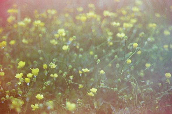 L'image présente un champ de fleurs jaunes éclatantes, émergeant d'un feuillage vert, le tout légèrement flou. La scène dégage une atmosphère douce et lumineuse, avec des nuances pastel de rose et de jaune en arrière-plan, suggérant un ensoleillement diffus ou un effet photographique intentionnel. Le grain de l'image accentue cette impression d'ancienneté ou de rêve.