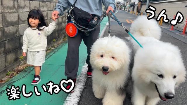 【あと数日…】大好きな弟2人と一緒に散歩に行けるだけで満足そうな３歳児が可愛すぎました♪｜グレートピレニーズ&オールドイングリッシュシープドッグ&トイプードル