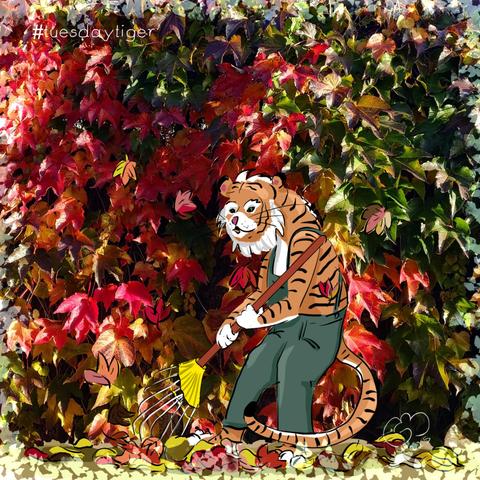 Eigenes Foto, digital ergänzt mit einer Zeichnung. Das Foto zeigt eine vollständig mit wildem Wein bewachsene Wand mit buntem Herbstlaub. Davor ist digital ein Tiger in grüner Latzhose eingezeichnet. Der Tiger kehrt mit einem Laubrechen Laub zusammen. Einige fallende und auf dem Boden liegende Laubblätter sind ebenfalls digital gezeichnet.