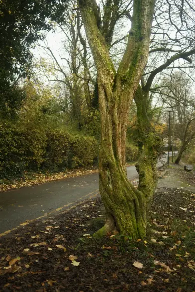 A bare-branched tree is shown at the side of a narrow road.