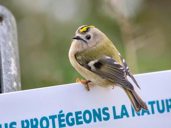 Un roitelet huppé (tout petit oiseau avec un bec fin, des yeux ronds et un plumage vert et beige avec une petite crête jaune sur la tête). Il est posé, l'air mécontent, sur un pancarte blanche qui indique "protégeons la nature"