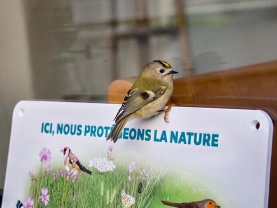 Un petit roitelet huppé, posé sur un panneau avec une illustration naturaliste et le texte "ici nous protégeons la nature". L'oiseau et le petit panneau sont posés sur la vitre d'une véranda. Il y a une petite fiente sur le dessin du panneau.
