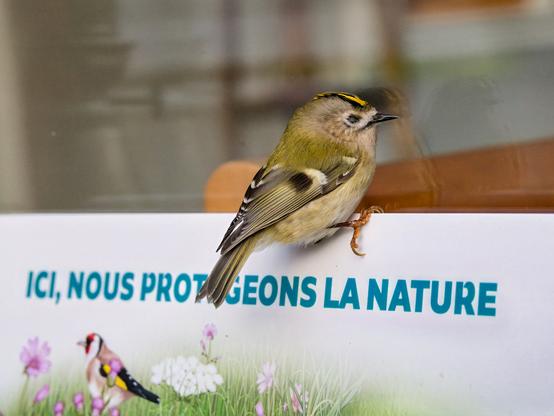 Le petit roitelet huppé qui ferme les yeux, perché sur le panneau du refuge LPO.