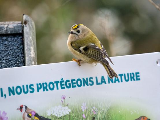 Le petit roitelet les yeux grands ouverts, posé sur une pancarte de la LPO.