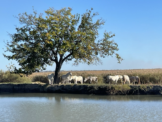 Weiße Pferde unter einem Baum an einem Fluss in der Camargue