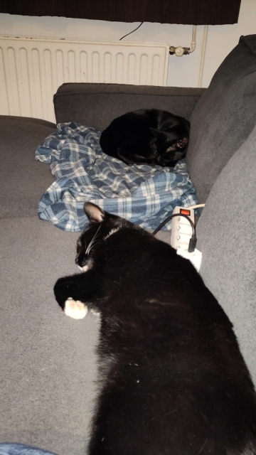 Twee katten liggen te slapen op de bank.