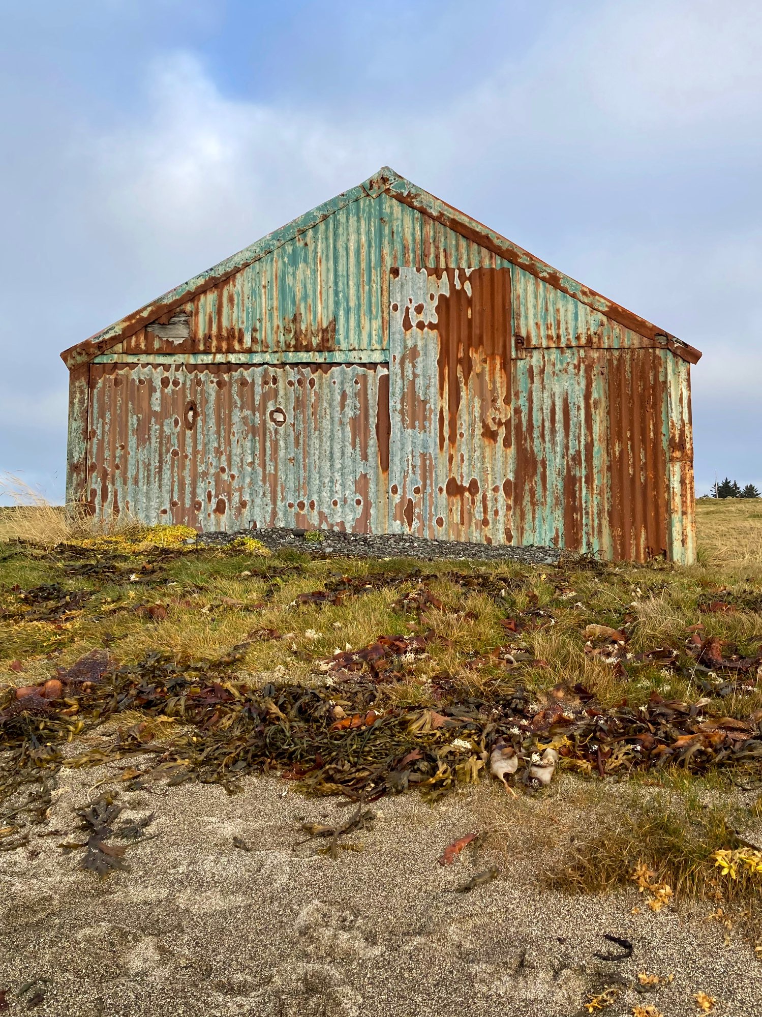 A rusty old shed surrounded by grass and seaweed.