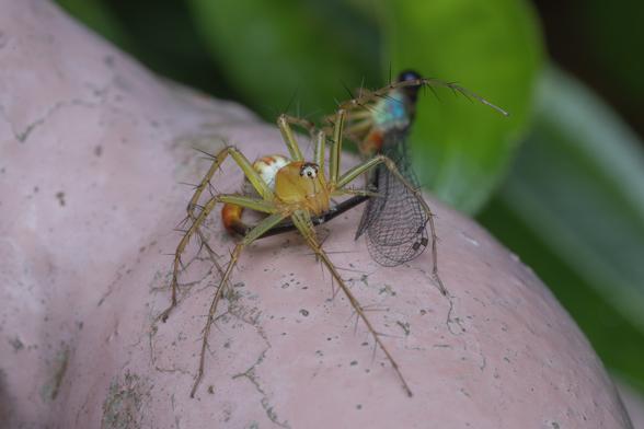 lynx spider (yellow arachnid with long, spiny legs) holding in her jaws a dead ornate coraltail damselfly.