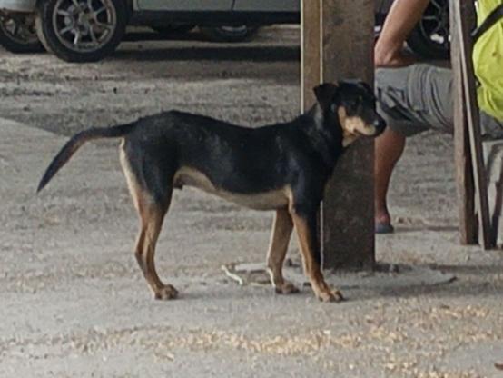A black and tan dog stands guard near a pillar at a paddy processing centre.