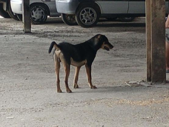 A black and tan dog stands guard near a pillar at a paddy processing centre.