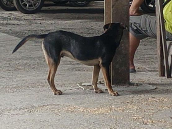 A black and tan dog stands guard near a pillar at a paddy processing centre.