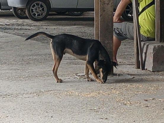 A black and tan dog stands guard near a pillar at a paddy processing centre.