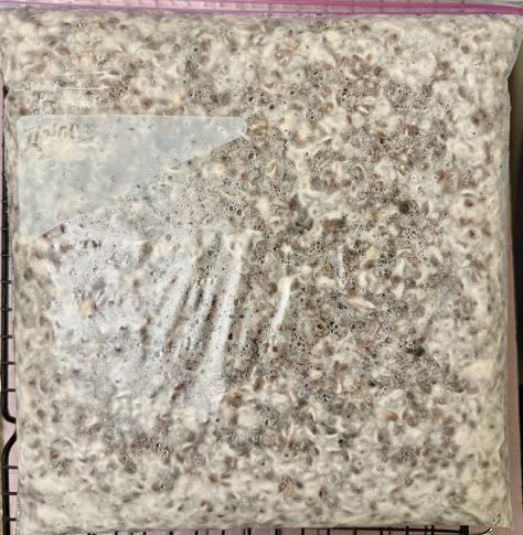 A square plastic bag, fully filled and lying flat. The grain and lentils in th bag are sparsely covered with the white growth of the tempeh mycelium.