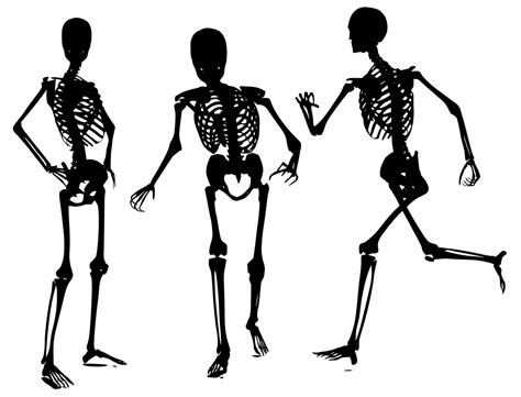 Drei menschliche Skelette vor weißem Hintergrund. Das linke Skelett steht da, mit in der Hüfte gestützen Händen, die anderen beiden sehen so aus, als seien sie in Bewegung befindlich.