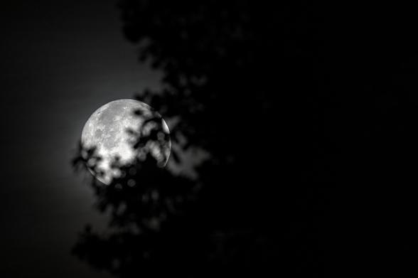 Auf dem Bild ist der Mond in kräftigem Schwarzweiß zu sehen, teilweise von silhouettenhaften Ästen und Blättern am unteren und rechten Bildrand verdeckt. Die helle Oberfläche des Mondes hebt sich deutlich vom dunklen Nachthimmel ab, während die Pflanzen als dunkle, unscharfe Formen erscheinen.