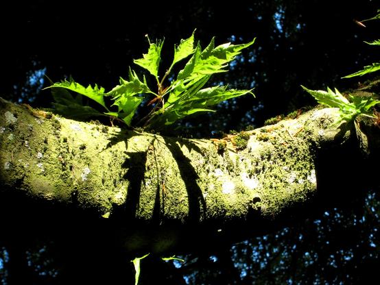 Licht- und Schattenspiel mit einem grünen Blatt.