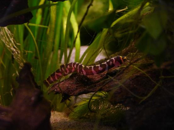 Ein langer dünner braun-beige getigerter Fisch schlängelt sich im Aquarium über eine Wurzel. Dahinter und davor sind grüne Pflanzen.