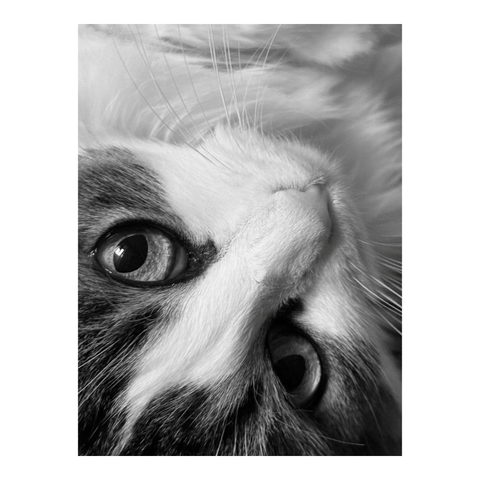 Close-up of a cat rolling over its back. (Version françæ) Grox plan sur læ tête d’æn chax qui se roule sur læ dos.