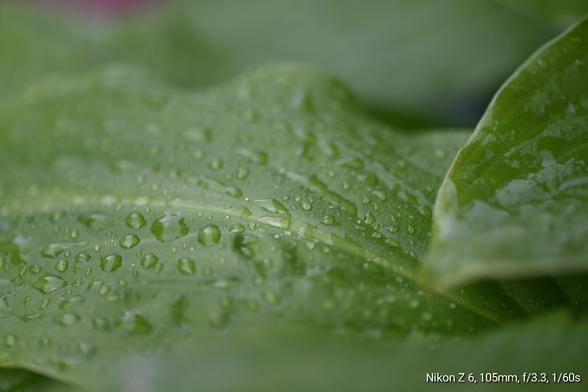 Makro Aufnahme eines grünen Blattes voller Wassertropfen