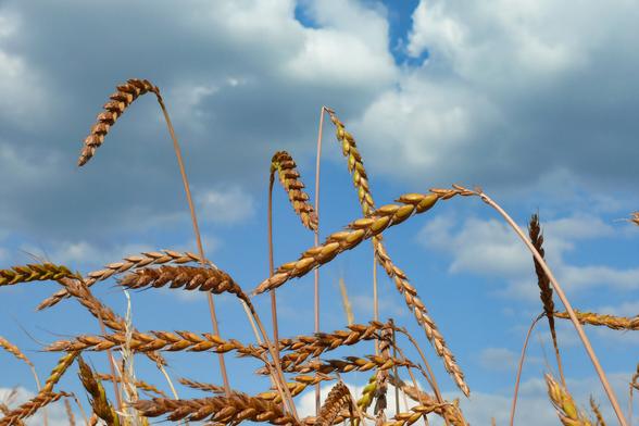 Nahaufnahme von reifen Dinkelähren. Der Himmel im Hintergrund ist blau und leicht bewölkt.