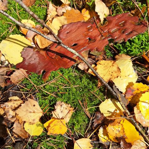 Auf einem grünen Moosteppich liegen gelben Birkenblätter und braune Kiefernnadeln. Obenauf liegt ein Stück Baumrinde mit der Innenseite nach oben. Sie glänzt siennabraun. Es sind Einkerbungen und Löcher zu sehen. Über allem liegt ein dünner Birkenzweig, der sich links oben verzweigt. Es ist nass, die Sonne scheint. Das lässt die Farben leuchten.