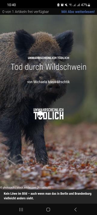 Bild eines Wildschweins im Wald, darüber eingeblendet der Kolumnentitel "Unwahrscheinlich tödlich" und der Artikeltitel "Tod durch Wildschwein". In der Bildunterschrift steht: "Kein Löwe im Bild - auch wenn man das in Berlin und Brandenburg vielleicht anders sieht."