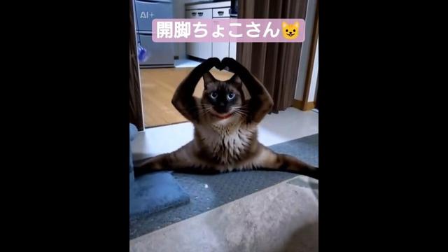開脚ちょこさん😺 #シャム猫 #たぬき猫 #ai生成動画