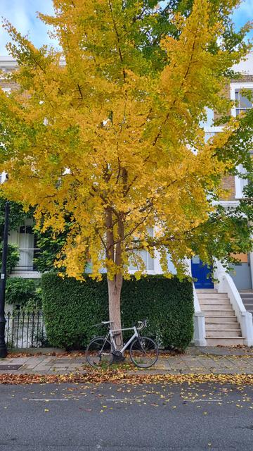 A bright yellow Ginkgo tree with a bicycle leaning against it.