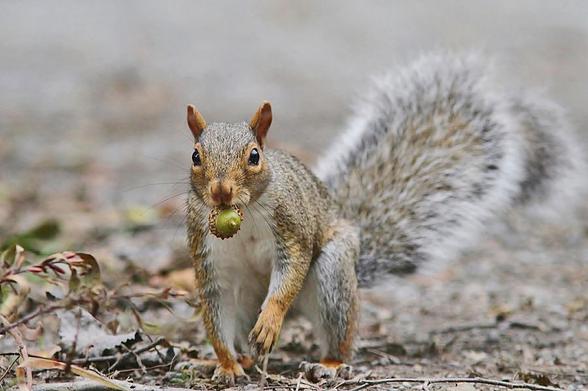 Eekhoorn met eikeltje in de mond.