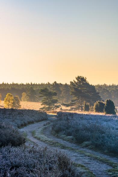 Ein atemberaubender Morgen in der Misselhorner Heide, der die perfekte Balance zwischen Kälte und Wärme findet. Der Boden ist vollständig vom ersten Raureif überzogen: Die Heidekrautbüsche leuchten in einem fast schon unwirklichen, silbrigen Grau-Lila, das unter den Füßen knistert. Der Feldweg selbst ist wie mit Zuckerglasur überzogen und führt sanft in die Tiefe des Bildes. Über der Szene entfaltet sich das warme Schauspiel des Sonnenaufgangs: Ein strahlend goldener Schimmer durchbricht die Baumkronen des Kiefernwaldes und lässt einzelne Bäume in einem leuchtenden Gelb erstrahlen. Es ist die Stille eines kalten Morgens, unterbrochen nur vom Wind, der die Weite atmet.