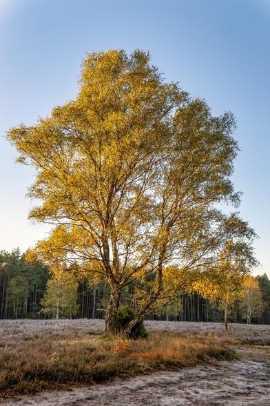 Der Morgen in der Misselhorner Heide zeigt sich in einem goldenen Herbstlicht. Die Szene ist von einer ruhigen, natürlichen Schönheit geprägt:
Im Vordergrund dominiert ein großer Laubbaum, wahrscheinlich eine Birke, deren Blätter in einem intensiven leuchtenden Gelb erstrahlen. Das niedrige Licht der Morgensonne trifft direkt auf die Krone und lässt sie hell vor dem Hintergrund hervortreten.
Der Boden ist mit der typischen Heidevegetation bedeckt, die hier in verschiedenen Braun- und Rosttönen des späten Jahres erscheint. Ein sandiger Weg oder eine ausgetretene Fläche führt in den Vordergrund hinein.
Im Hintergrund schließt sich ein Waldrand an, der hauptsächlich aus dunklen Nadelbäumen (vermutlich Kiefern) besteht und einen starken, kontrastierenden Rahmen für das goldgelbe Laub bildet.
Der Himmel ist klar und hellblau, was auf einen sonnigen, kühlen Morgen hindeutet und die leuchtenden Herbstfarben noch verstärkt.
Insgesamt vermittelt das Bild eine friedliche und stimmungsvolle Atmosphäre, die typisch für die Heide in den frühen Morgenstunden des Herbstes ist.