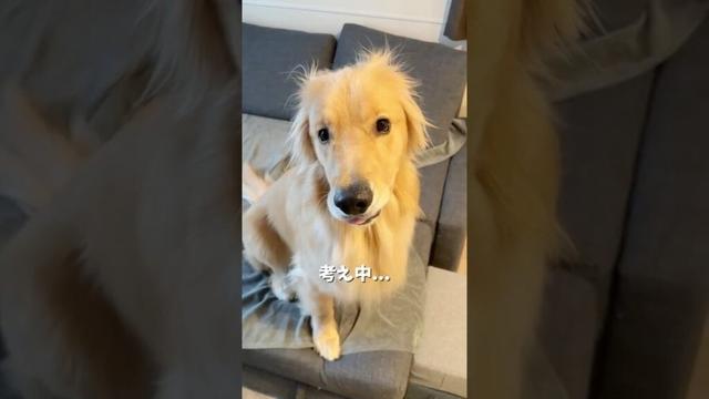 かはぁ( ﾟ∀ﾟ) #大型犬 #ゴールデンレトリバー