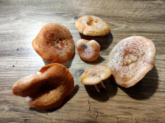 Na drewnianym stole leży sześć pomarańczowych rydzów, trzy większe i trzy mniejsze.