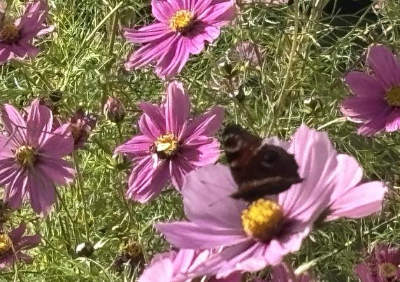 Ein Tagpfauenauge sitzt auf einer rosafarbenen Cosmeablüte.