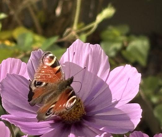 Ein Tagpfauenauge sitzt auf einer rosafarbenen Cosmeablüte.