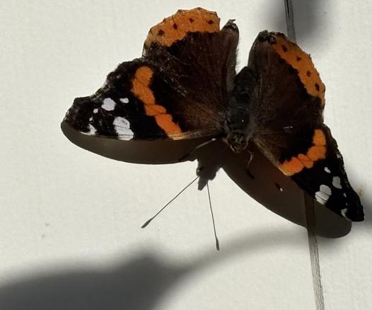 Ein Admiralfalter sonnt sich.