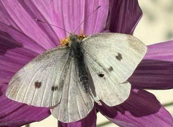 Ein kleiner Kohlweißling sitzt auf einer rosafarbenen Cosmeablüte.
