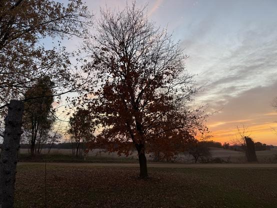 The view of our front yard, with the red maple, mostly denuded of leaves now, standing tall in the middle of the frame. The grass—still green!—is covered with leaves. A soft sunrise is filling the sky amongst the clouds.
