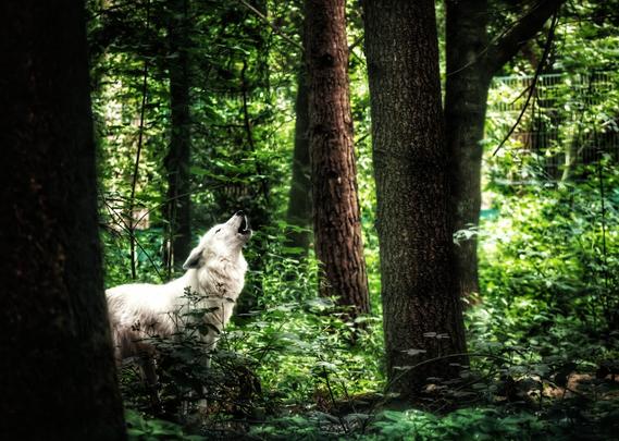 A white wolf standing among tall trees in a dense forest enclosure. The wolf is captured mid-howling, its head tilted upwards towards the sky. The forest is lush with greenery, and the sunlight filtering through the canopy casts dappled light and shadows on the forest floor.