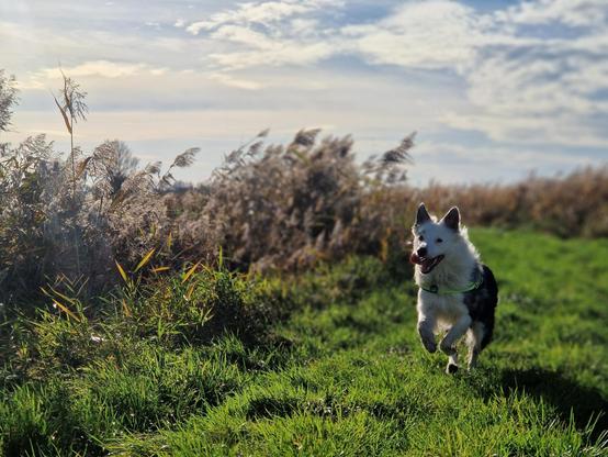 Junger Border mix rennt auf sonnigem Feldweg