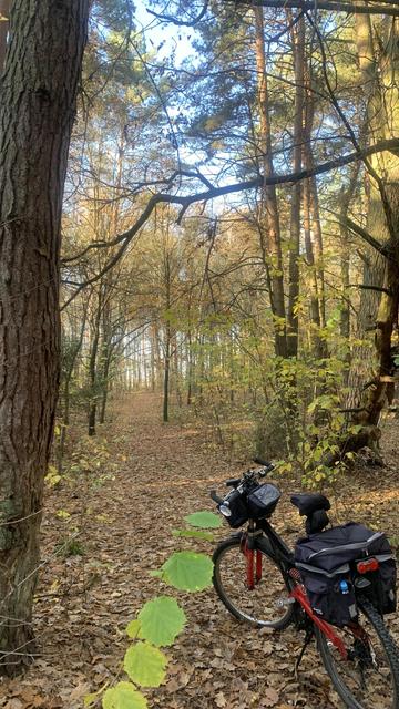 Leśna ścieżka usłana opadniętymi liśćmi, słonecznie. Jeszcze trochę "zielonego" się utrzymuje. Piękne niebo nad lasem, rower terenowy.