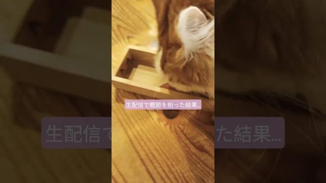 ライブ配信のセテさん ハイライト #メインクーン #猫のいる暮らし #shorts #cat #mainecoon #catlover​  #catshorts​ #cute​  #fyp​
