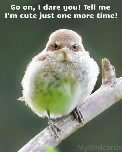A photo of an annoyed-looking, fledgling Red-backed Shrike (Lanius collurio) looking directly into the camera with the words "Go on, I dare you! Tell me I'm cute just one more time!" above 😬😅

📷: Photo by PWausW via Pixabay 
https://pixabay.com/photos/red-backed-shrike-fledgling-bird-7325013/