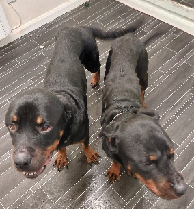 Two rottweilers, Prince and Trixie, pictured together after being rescued by the RSPCA.