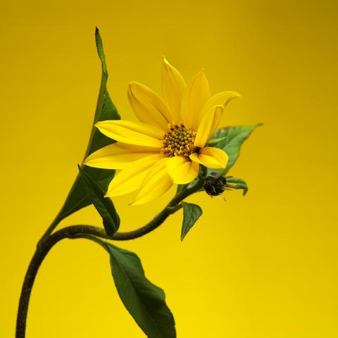 Photograph of a yellow Jerusalem artichoke flower on a yellow background.