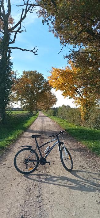 Un vélo devant un chemin avec des haies et des arbres