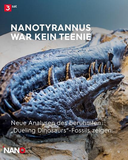 Auf den vier Bildern werden die neuesten Erkenntnisse zum Nanotyrannus zusammengefast. Eine Studie bestätigte den kleinen Räuber als eigene Art. Am Ende der Kreidezeit teilten sich vermutlich mehrere Tyrannosaurier-Arten denselben Lebensraum. Auf dem Bildern sind das versteinerte Fossil und eine Illustration zu sehen, die zeigen, wie der Nanotyrannus in seiner Umgebung ausgesehen haben könnte.