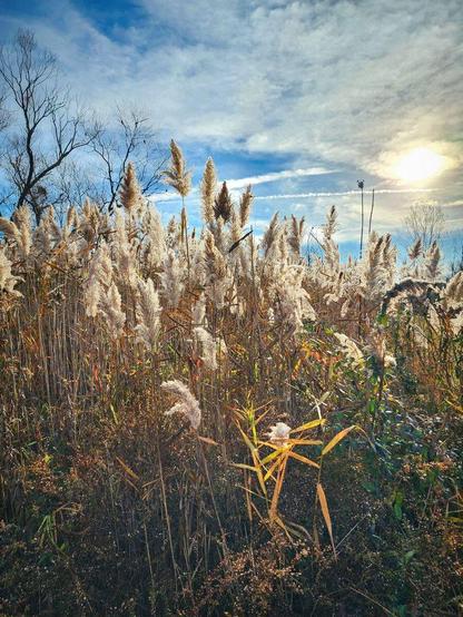 Walk into this tranquil meadow in Bernadette Longo's photograph, "Tall Grasses in the Sun." This print captures delicate tips of feathery grass stalks swaying in the breeze, dancing in the sun's rays. Soft, earthy tones and rich textures invite you to lose yourself in the moment.